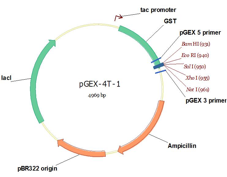 pGXE-4T-1.jpg