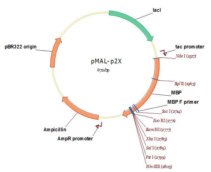 pMAL-p2x.jpg